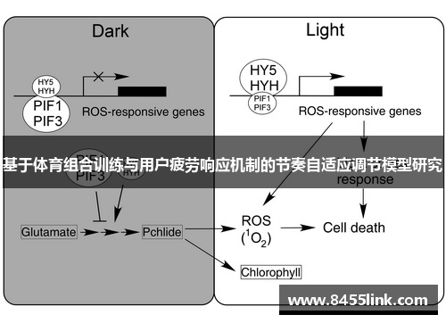 基于体育组合训练与用户疲劳响应机制的节奏自适应调节模型研究